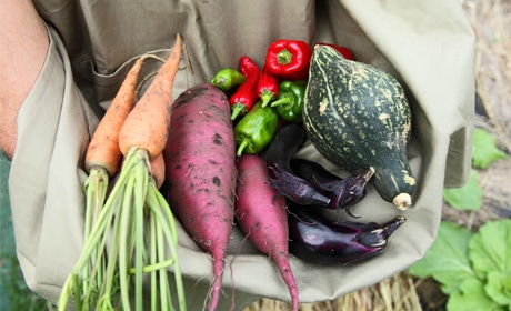 写真:採れたて野菜