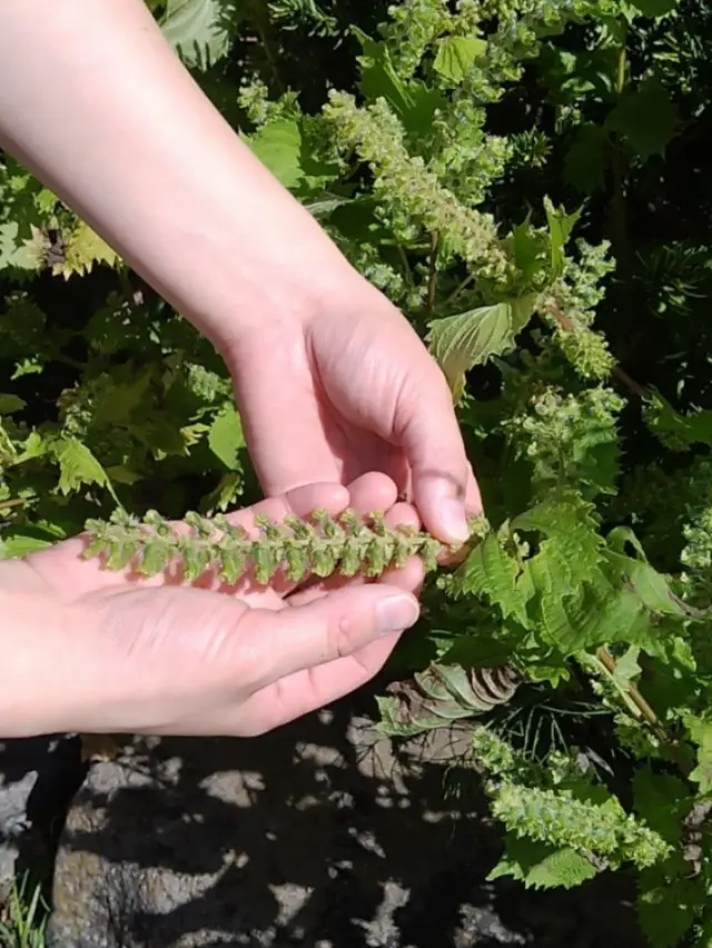 今日はお天気が良く、しその実の収穫をしました！
3年前に3つの苗を植えたところからどんどん増え、今では整えて7つほど、立派に育ってくれています✨
いい香りで、新鮮で、食べ応えがあり、アクセントとしてたくさん使わせていただいたシソ！
自然の恵みに感謝です🙇  さて、ボウルいっぱいにしその実を収穫し、しっかり洗ってがっちりと塩漬けにしました！
ポロポロ取れる音と作業が楽しくて🤭
15分以上は夢中で作業していました！
冷凍しておくと、お漬物などに約1年使えるんですって☝️
使いたい量を出して水洗いして☝️
先人の方々の知恵ですね💡
とても勉強になります！  旬だけでなく、採れた野菜の保存方法も少しずつ学びながら、今後の健康的なお料理にも役立てていきたいと思います😊  寒くなってきました！
岩手の秋は短いです😅
暖かくしてお越しくださいませ🙇  #大船渡インターホテル椿
#ホテル椿
#hoteltsubaki
#岩手ホテル
#ホテル
#岩手
#東北
#三陸
#大船渡
#しその実収穫
#しその実
#自然の恵み
#畑
#健康