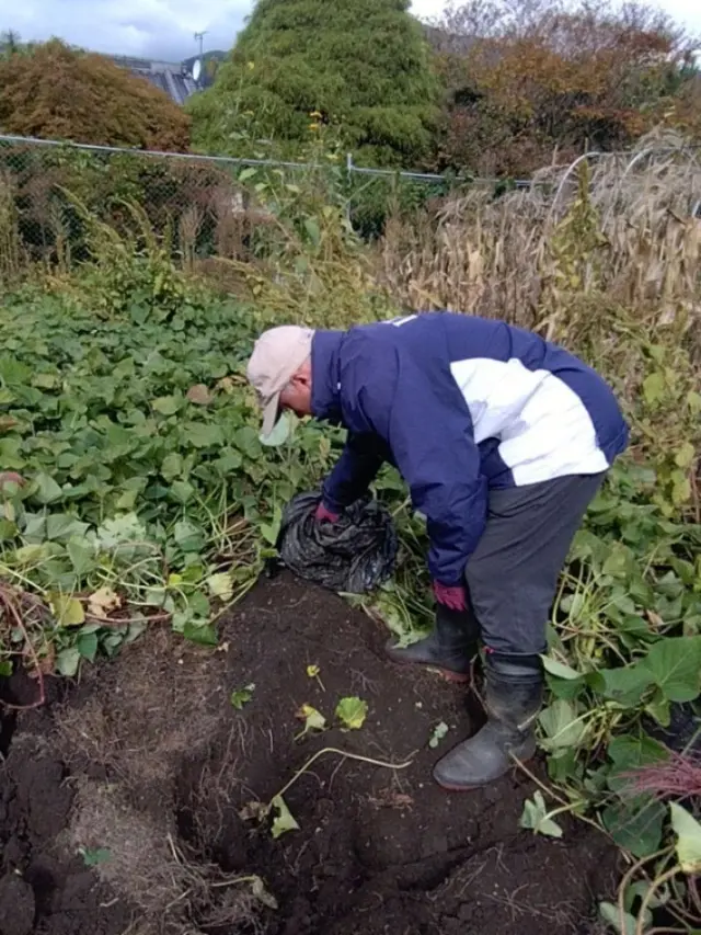 こんばんは🌛
せっかくの日曜日でしたが、今日は１日ずっと雨降りです😔
金曜日は雨の前にと、さつまいもを掘りました🍠
毎年同じ品種を植えていますが、今年はとっても大きく、甘みがあり、美味しいさつまいもができました✨
基本的には夕食でお出しすることになると思いますが、旬の味をお出しできるよう、メニューを考えていきたいと思います😊  明日からの週で10月も終わりますね！
2025年も残り2ヶ月！
体調管理に気を付けて、お客様をお迎えしたいと思います🙇  連日熊のニュースで持ちきりですが、大船渡市でも目撃情報は出ており、いつもよりも情報に気を付けて生活しているところです。
これから紅葉、イベント、温泉など、山や外に出る機会があると思いますが、気を付けながら楽しみたいところですね。
気を付けようがない部分もありますが…
大船渡市、県内外問わず、皆さまもお気をつけてお出かけください。  #大船渡インターホテル椿
#ホテル椿
#hoteltsubaki
#ホテル
#岩手ホテル
#岩手の宿
#さつまいも
#さつまいも掘り
#収穫
#畑
#自然の恵み
#秋の味覚
#感謝