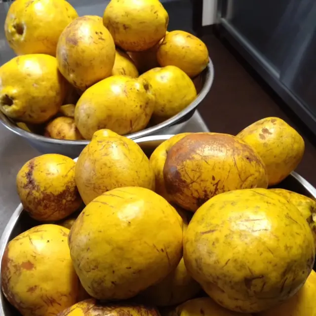 こんにちは☀
今朝はだいぶ冷えました！
この時間はとても過ごしやすく、外で作業をすると汗ばむくらい暖かいです😊  先日からかりんを収穫し、氷砂糖で漬ける作業をしてきましたが、今日で全て採り終わりました🎶
とっても大きい粒が風にも落ちず、高いところにいたので脚立に登ってとりました！
すごいパワーです😊  かりんシロップは今後ゼリーに使わせていただきたいと思います！
また、かりんジャムからデザートへと試作中です☝️
季節の旬の食材たちを使って、ココロと身体にやさしいお料理を作っていきたいと思います🙇✨  #大船渡インターホテル椿
#ホテル椿
#hoteltsubaki
#岩手ホテル
#かりん