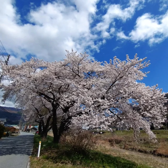 こんばんは！
今日の大船渡は暖かく、桜が満開でした😊
ただ、１日ずっと風が強く、少し散ってしまっていますが、春らしい陽気でした✨
道路脇には春の花たちが元気に咲き、気持ちを明るくしてくれます！

あっという間に4月も中旬！
イベントが多いゴールデンウィークまで、新年度頑張っていきましょう✊

#大船渡インターホテル椿
#ホテル椿
#桜
#春
#椿