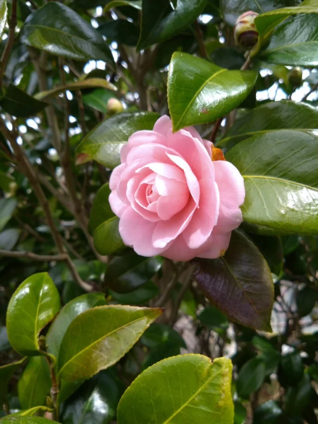 おはようございます☀
今日の大船渡はとても暖かく、春🌸です！
昨日は雨が強く、開花宣言された桜もかわいそうでしたが、今日の暖かさで花開いていくと思います😊

さて、明日から本格的に新年度がスタートですね！
入学や新生活など、新しい生活となる方も多いでしょう！
気候の変化、環境の変化に体調を崩さないように、お気をつけてお過ごしください！

ホテル椿周辺は椿や梅がキレイです！
つくしも出てきました！
八重桜は蕾が少しずつ準備をしています✨
鳥たちも歌いはじめ、イソヒヨドリやうぐいすたちが屋根の上から歌声を聞かせてくれます😊

ホテル椿はこれからも、三陸を訪れるお客様に、快適な宿泊環境とあたたかいおもてなしを提供できるよう、気持ち新たにスタートして参ります！
皆様のお越しを心よりお待ちしております🙇

#大船渡インターホテル椿
#ホテル椿
#春
#温かい１日
#新年度スタート