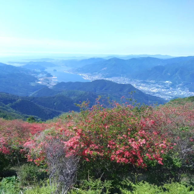 こんにちは☀
ゴールデンウィークはお陰様でたくさんのお客様にお越しいただきました！ありがとうございます🙇

あっという間に5月も後半ですね！
ここ数日は大船渡でも20℃を超える暑さとなっています💦
体調管理が難しい季節ですね。

さて、昨日は市内にある、今出山のツツジを観に、登山してきました✨
山頂は六分〜七分咲きといったところでしょうか☝️
30代、普段運動していない私個人としては約40分かかりました😅
地元出身者でも、小学校、中学校の頃登ったりしたことがある方はいると思いますが、大人になってから登る方はあまり多くないでしょうかね…
初めての登山は快晴☀️
暑いくらいでした💦
でも、山頂からの景色を観たら、登ってきた苦しさが吹き飛びました✨
とっても美しいリアス式海岸を望み、遠く見えたのは金華山でしょうか？
ツツジの赤と、山々の緑、空・海の青のコントラストが本当に綺麗でした😊
ぜひ皆さんにもこの景色を観ていただきたいです😊
熊の目撃情報が県内では増えてきていますが、対策をしっかりして、自然の美しさを実感していただきたいです✨
確実に次の日には筋肉痛がきます…笑
これからさらに見頃は続きます！
町からも、山の頂上が赤くなるのが見えます！
それもまた楽しみですね〜🎶

#大船渡インターホテル椿
#今出山
#ツツジ
#大船渡
#岩手